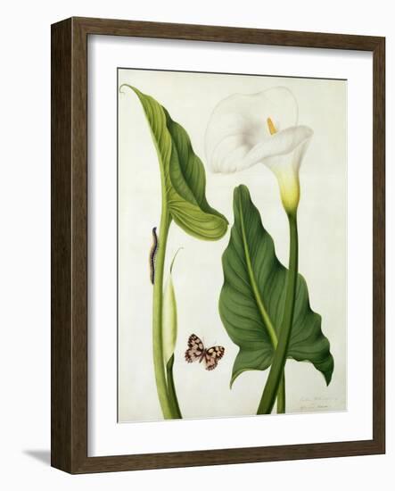 Calla Aethiopica with Butterfly and Caterpillar (W/C and Gouache over Pencil on Vellum)-Matilda Conyers-Framed Giclee Print