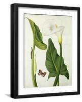 Calla Aethiopica with Butterfly and Caterpillar (W/C and Gouache over Pencil on Vellum)-Matilda Conyers-Framed Giclee Print