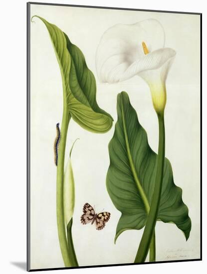 Calla Aethiopica with Butterfly and Caterpillar (W/C and Gouache over Pencil on Vellum)-Matilda Conyers-Mounted Giclee Print