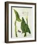 Calla Aethiopica with Butterfly and Caterpillar (W/C and Gouache over Pencil on Vellum)-Matilda Conyers-Framed Premium Giclee Print