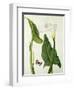 Calla Aethiopica with Butterfly and Caterpillar (W/C and Gouache over Pencil on Vellum)-Matilda Conyers-Framed Premium Giclee Print