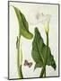 Calla Aethiopica with Butterfly and Caterpillar (W/C and Gouache over Pencil on Vellum)-Matilda Conyers-Mounted Premium Giclee Print