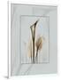 Calla Blue Brown 2-Albert Koetsier-Framed Art Print