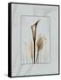 Calla Blue Brown 2-Albert Koetsier-Framed Stretched Canvas