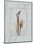 Calla Blue Brown 2-Albert Koetsier-Mounted Art Print