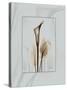 Calla Blue Brown 2-Albert Koetsier-Stretched Canvas