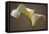 Calla Elegance I-Rita Crane-Framed Stretched Canvas