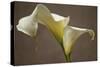 Calla Elegance I-Rita Crane-Stretched Canvas