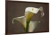 Calla Elegance II-Rita Crane-Framed Art Print