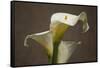 Calla Elegance II-Rita Crane-Framed Stretched Canvas