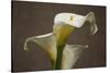 Calla Elegance II-Rita Crane-Stretched Canvas