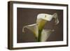 Calla Elegance II-Rita Crane-Framed Art Print