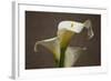 Calla Elegance II-Rita Crane-Framed Art Print