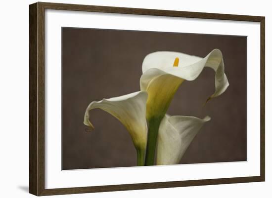 Calla Elegance II-Rita Crane-Framed Art Print