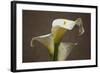 Calla Elegance II-Rita Crane-Framed Art Print