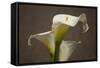 Calla Elegance II-Rita Crane-Framed Stretched Canvas