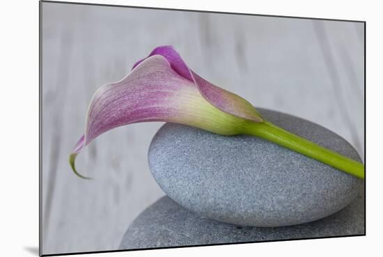 Calla, Flower, Stone, Still Life-Andrea Haase-Mounted Photographic Print