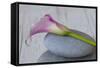 Calla, Flower, Stone, Still Life-Andrea Haase-Framed Stretched Canvas