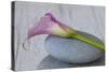 Calla, Flower, Stone, Still Life-Andrea Haase-Stretched Canvas