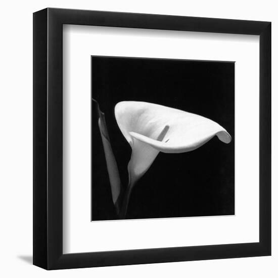 Calla III-null-Framed Art Print