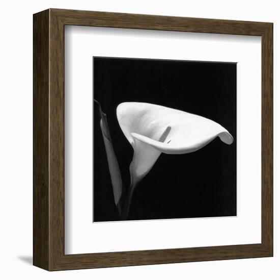 Calla III-null-Framed Art Print