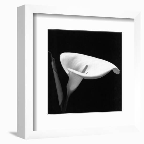 Calla III-null-Framed Art Print