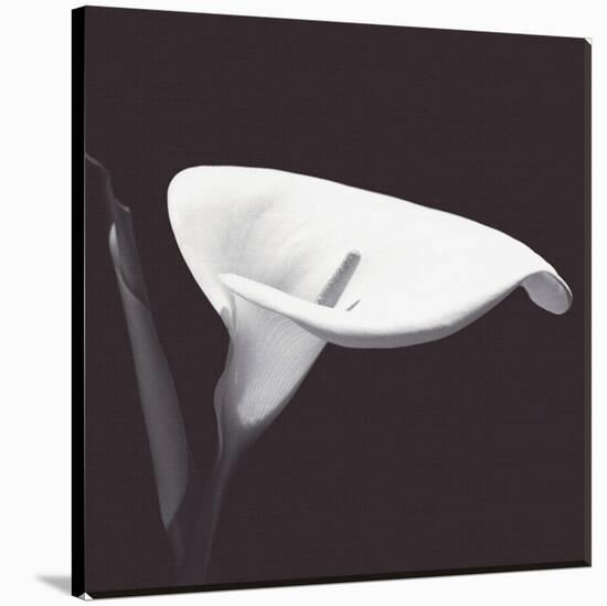 Calla III-null-Stretched Canvas