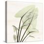 Calla Leaf L40-Albert Koetsier-Stretched Canvas