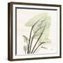 Calla Leaf L40-Albert Koetsier-Framed Photographic Print