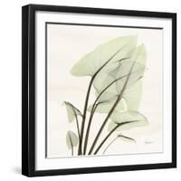 Calla Leaf L40-Albert Koetsier-Framed Photographic Print