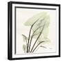 Calla Leaf L40-Albert Koetsier-Framed Photographic Print