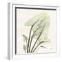 Calla Leaf L40-Albert Koetsier-Framed Photographic Print