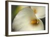 Calla Lilies I-Rita Crane-Framed Art Print