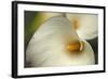 Calla Lilies I-Rita Crane-Framed Art Print