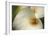 Calla Lilies I-Rita Crane-Framed Art Print