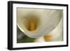 Calla Lilies II-Rita Crane-Framed Art Print