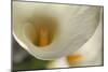 Calla Lilies II-Rita Crane-Mounted Art Print