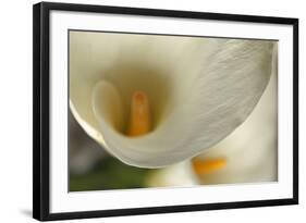 Calla Lilies II-Rita Crane-Framed Art Print