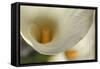 Calla Lilies II-Rita Crane-Framed Stretched Canvas