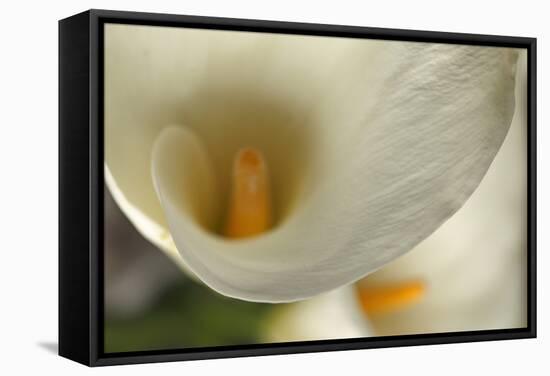 Calla Lilies II-Rita Crane-Framed Stretched Canvas