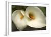 Calla Lilies III-Rita Crane-Framed Art Print