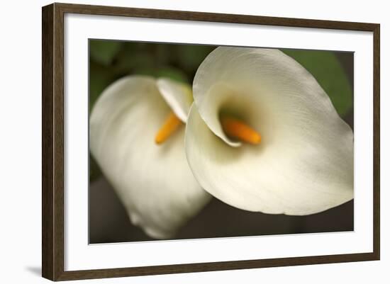 Calla Lilies III-Rita Crane-Framed Art Print