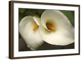 Calla Lilies III-Rita Crane-Framed Art Print