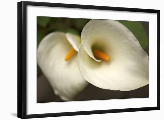 Calla Lilies III-Rita Crane-Framed Art Print