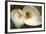 Calla Lilies III-Rita Crane-Framed Art Print