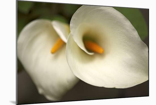 Calla Lilies III-Rita Crane-Mounted Art Print