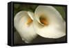 Calla Lilies III-Rita Crane-Framed Stretched Canvas