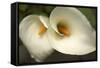 Calla Lilies III-Rita Crane-Framed Stretched Canvas