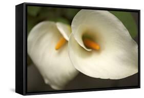 Calla Lilies III-Rita Crane-Framed Stretched Canvas