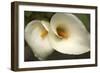 Calla Lilies III-Rita Crane-Framed Art Print